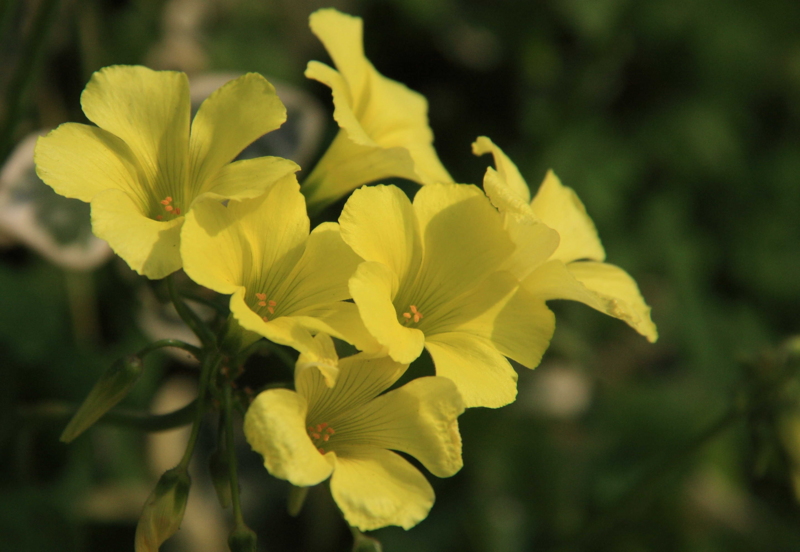 f:id:hiroshisj:20090318144803j:image