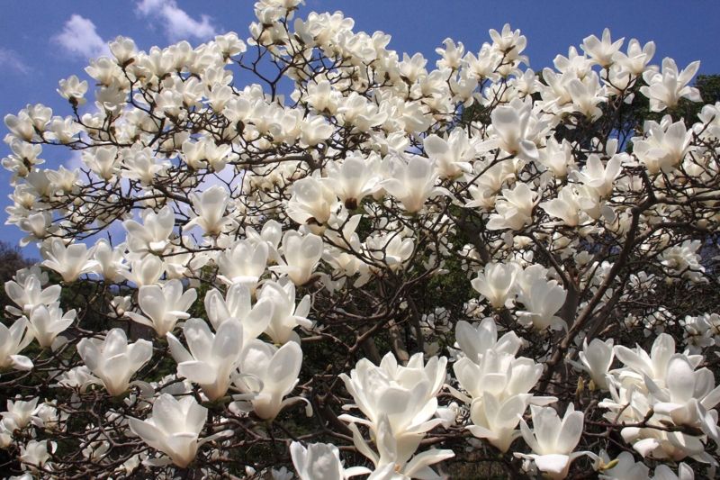 f:id:hiroshisj:20090319113558j:image f:id:hiroshisj:20090319113558j:image