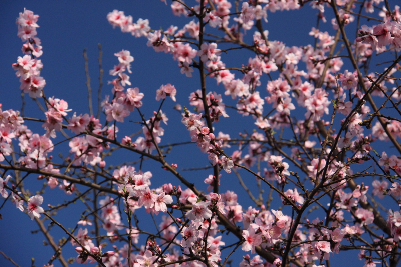 f:id:hiroshisj:20090321152633j:image