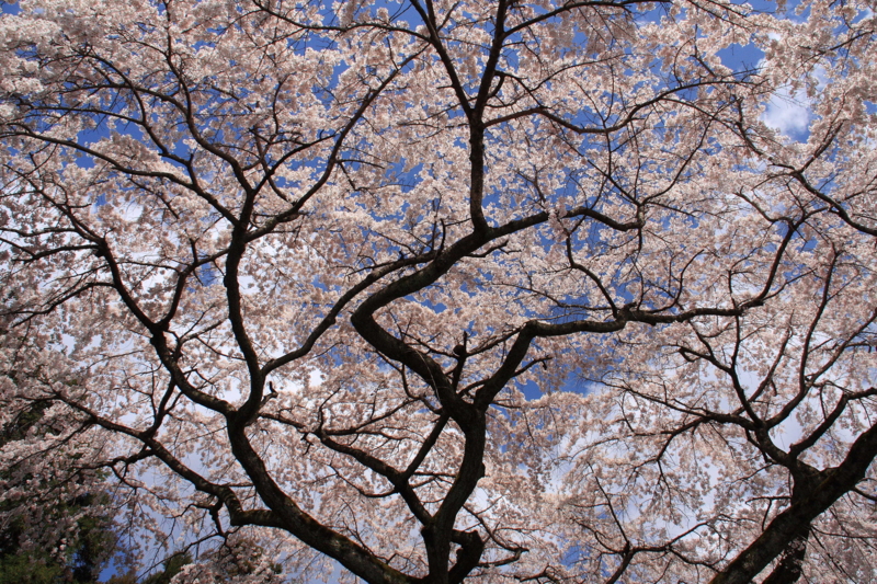 f:id:hiroshisj:20090402105223j:image