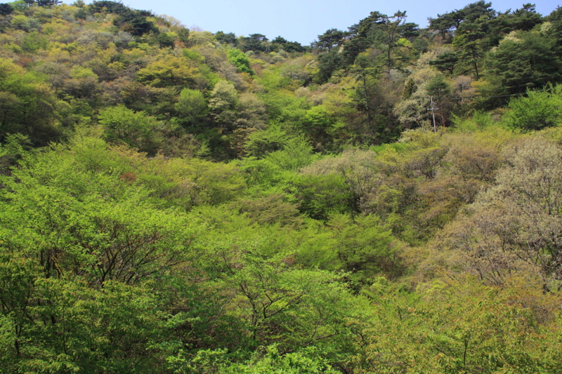 f:id:hiroshisj:20090430105022j:image