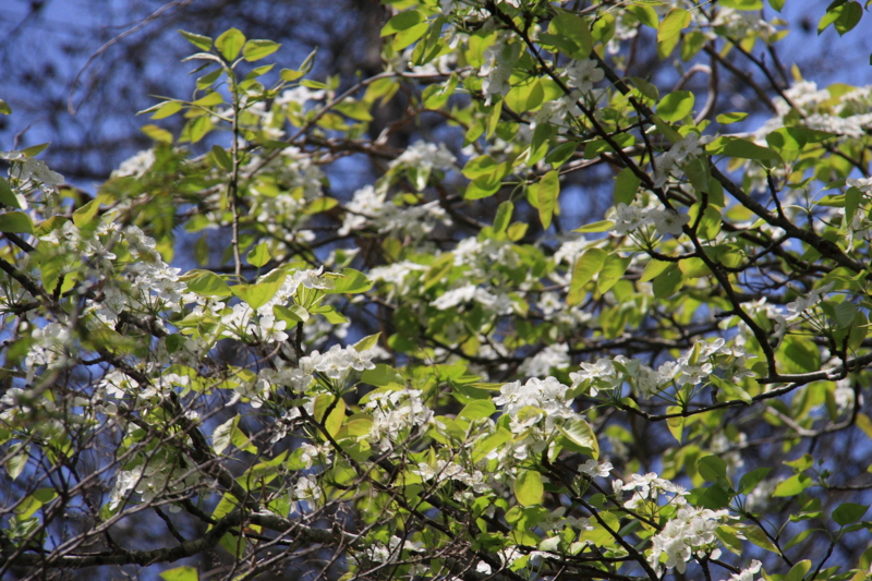 f:id:hiroshisj:20090430124546j:image
