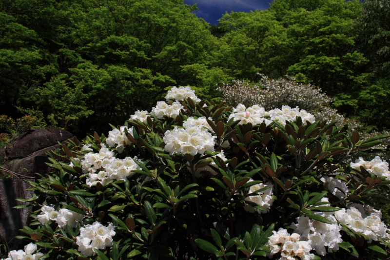 f:id:hiroshisj:20090518132915j:image