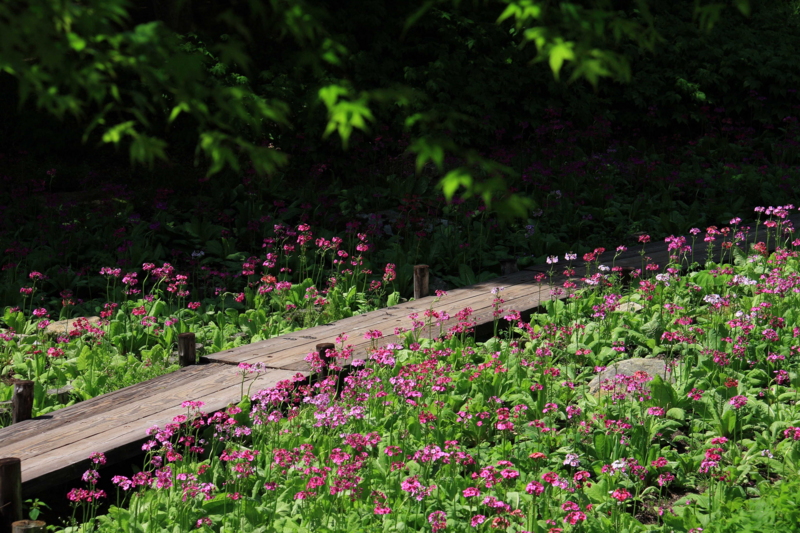 f:id:hiroshisj:20090518133718j:image