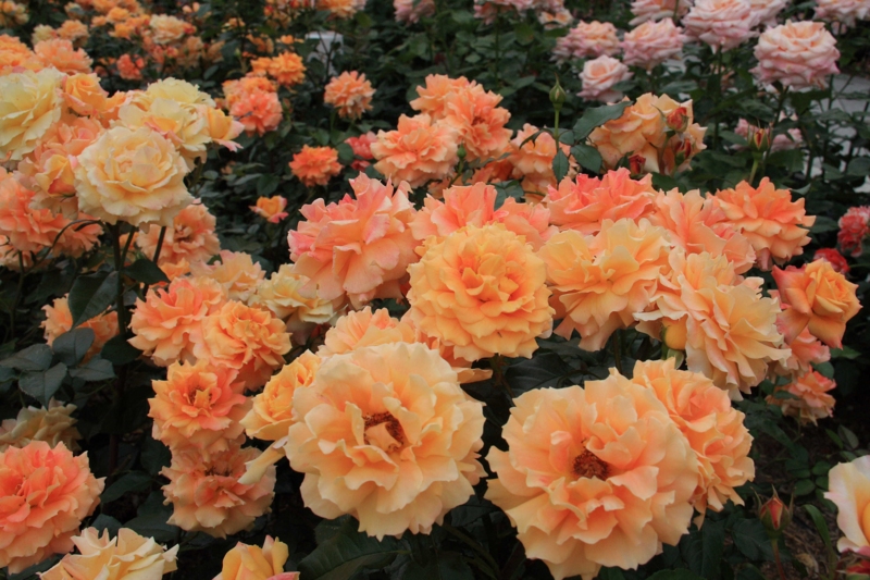 f:id:hiroshisj:20090521105726j:image
