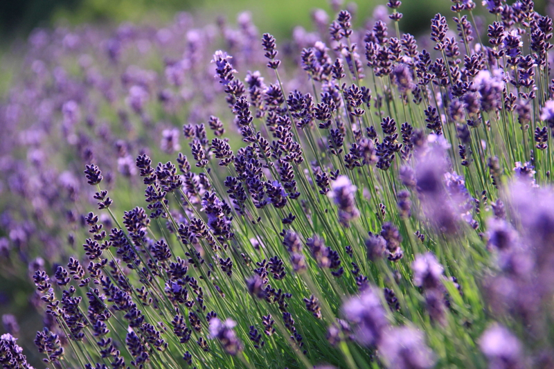 f:id:hiroshisj:20090612165712j:image