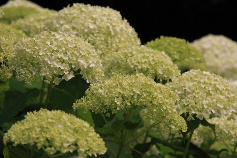 f:id:hiroshisj:20090625142529j:image