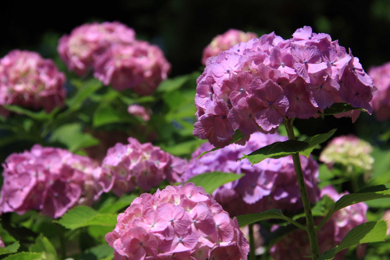 f:id:hiroshisj:20090702113420j:image