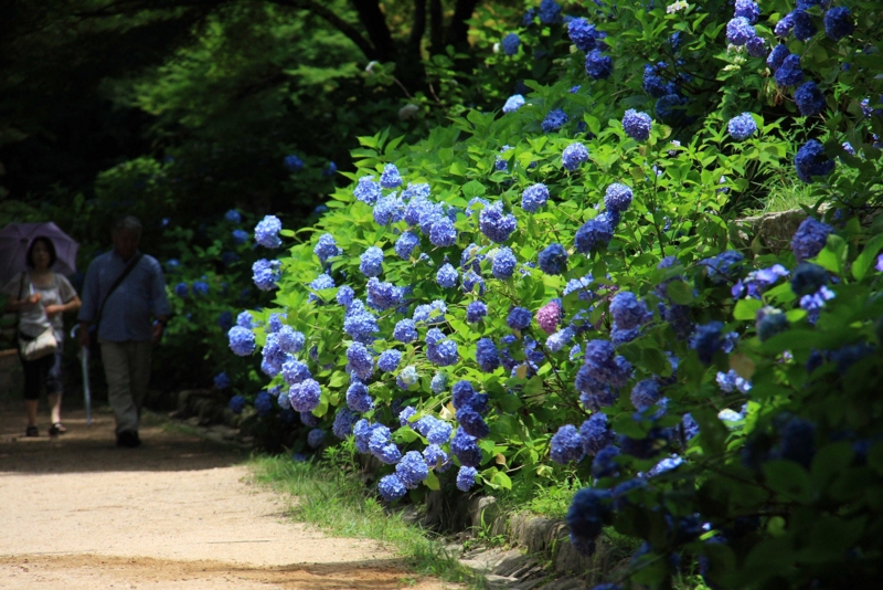 f:id:hiroshisj:20090702113759j:image