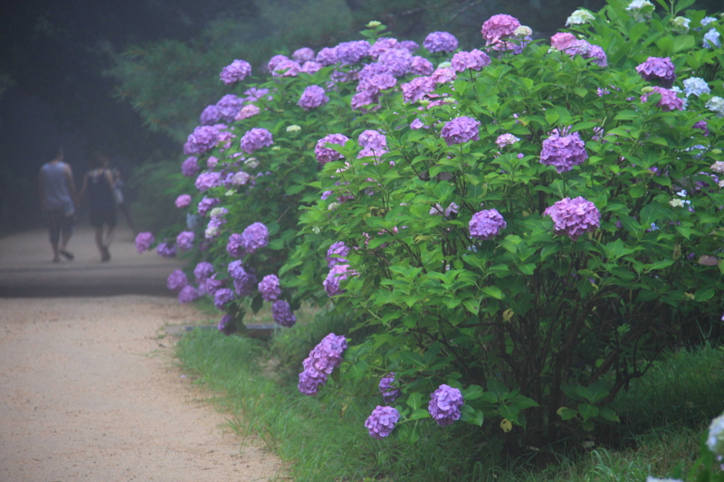 f:id:hiroshisj:20090709091526j:image