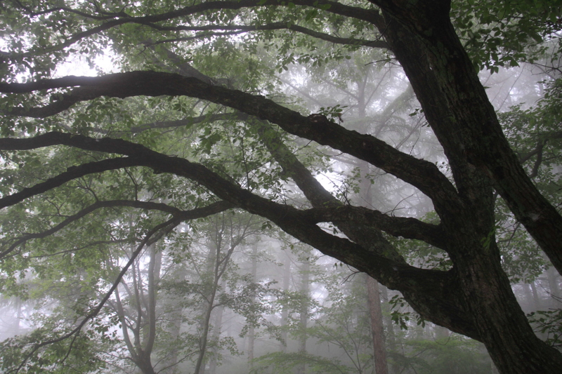 f:id:hiroshisj:20090709093213j:image