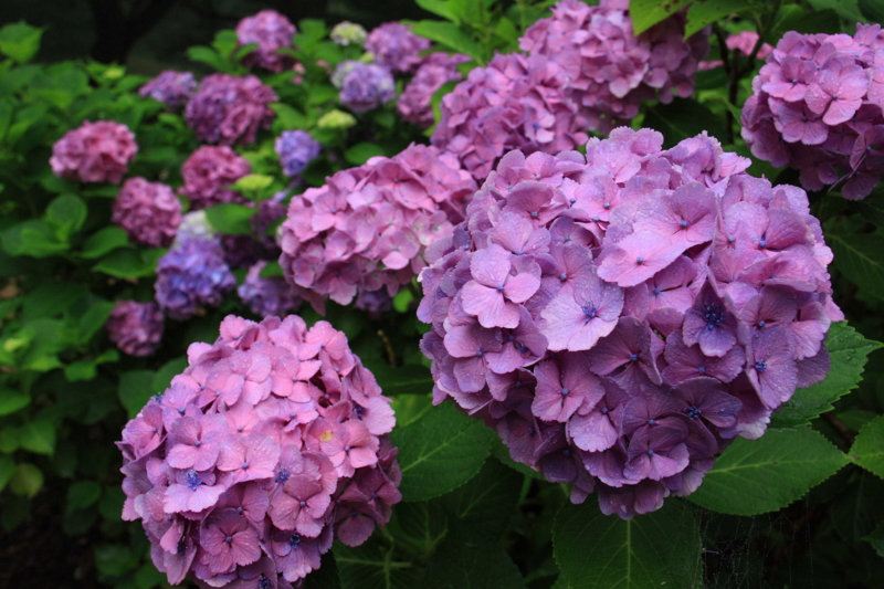 f:id:hiroshisj:20090709093439j:image