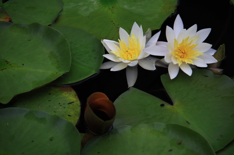 f:id:hiroshisj:20090709100207j:image