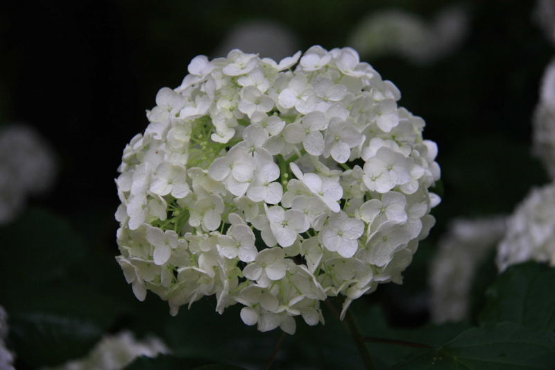 f:id:hiroshisj:20090709102216j:image f:id:hiroshisj:20090709102216j:image