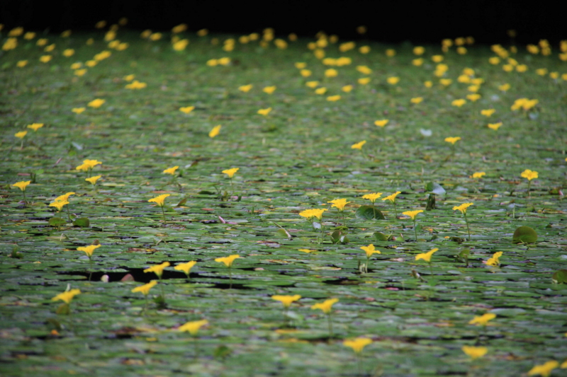 f:id:hiroshisj:20090709110415j:image f:id:hiroshisj:20090709110415j:image