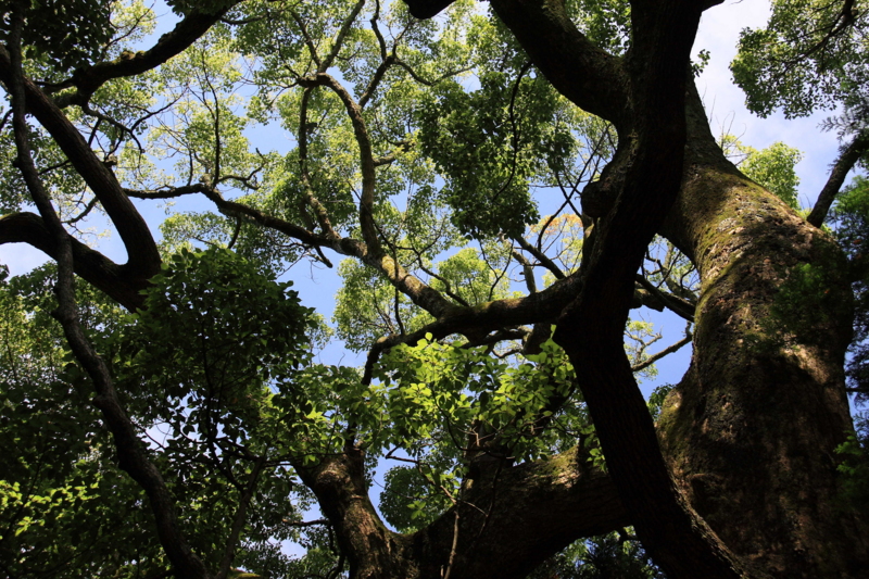 f:id:hiroshisj:20090716092923j:image f:id:hiroshisj:20090716092923j:image
