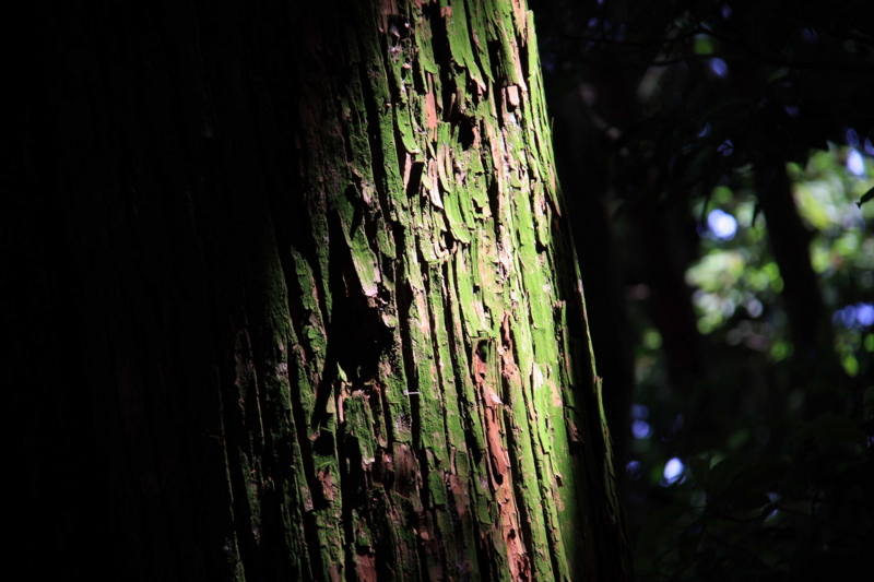 f:id:hiroshisj:20090716101110j:image f:id:hiroshisj:20090716101110j:image