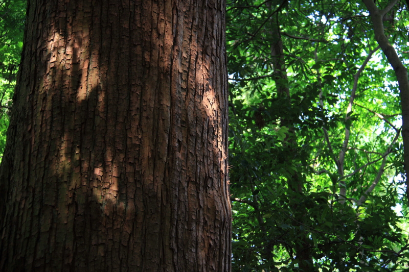 f:id:hiroshisj:20090716103150j:image f:id:hiroshisj:20090716103150j:image