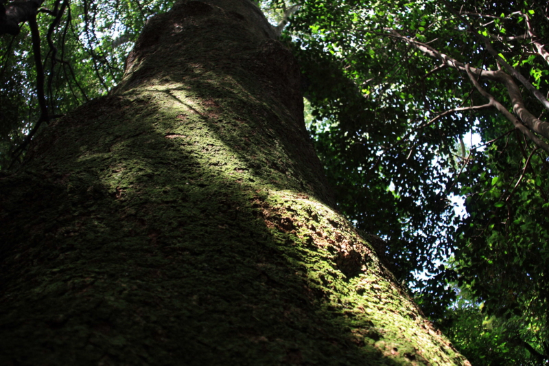 f:id:hiroshisj:20090716103413j:image