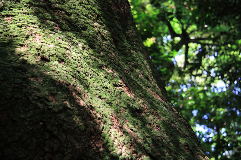 f:id:hiroshisj:20090716104604j:image