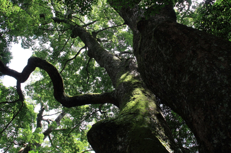 f:id:hiroshisj:20090716130052j:image f:id:hiroshisj:20090716130052j:image