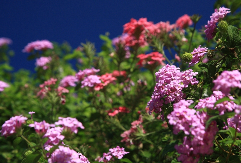 f:id:hiroshisj:20090925080747j:image