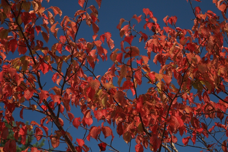 f:id:hiroshisj:20090925103623j:image