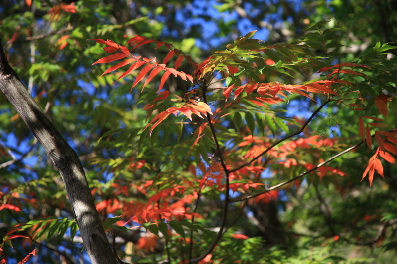 f:id:hiroshisj:20091001093347j:image