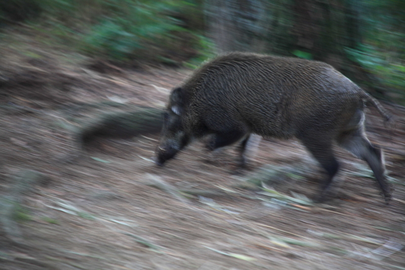 f:id:hiroshisj:20091001114620j:image