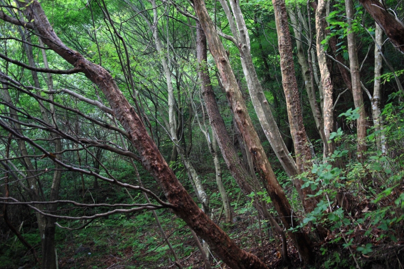 f:id:hiroshisj:20091001120122j:image