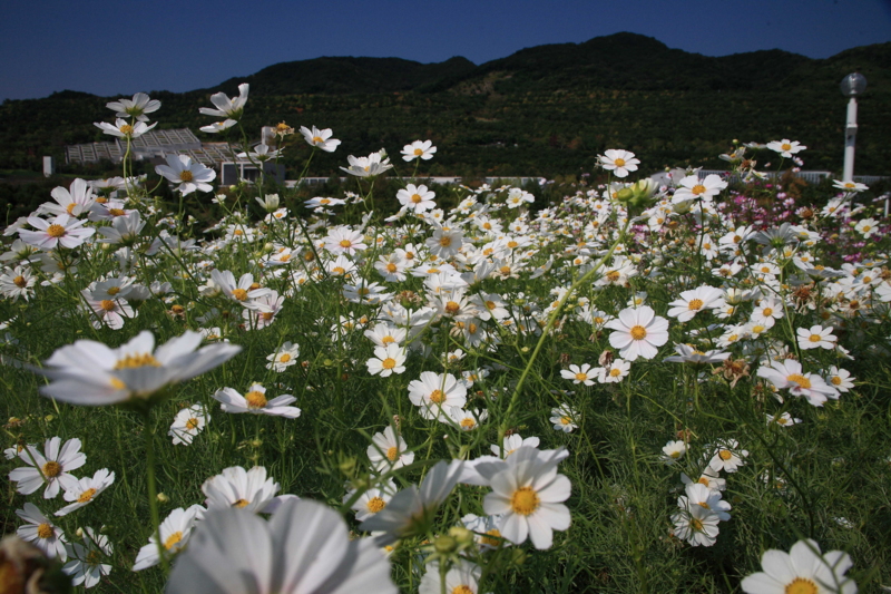 f:id:hiroshisj:20091014103753j:image