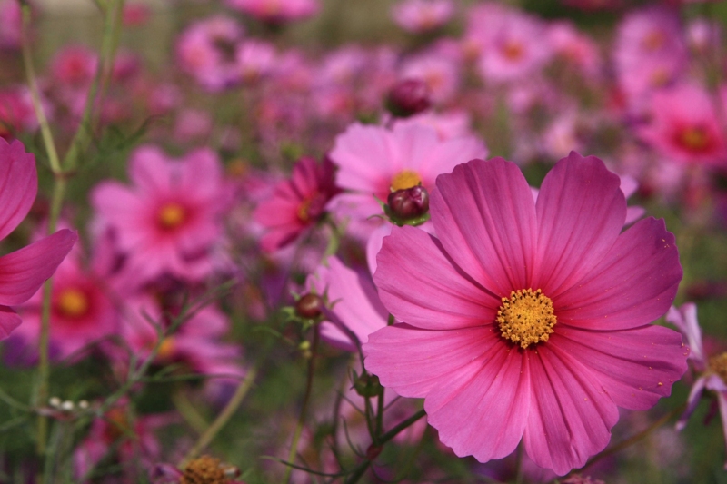 f:id:hiroshisj:20091014103855j:image