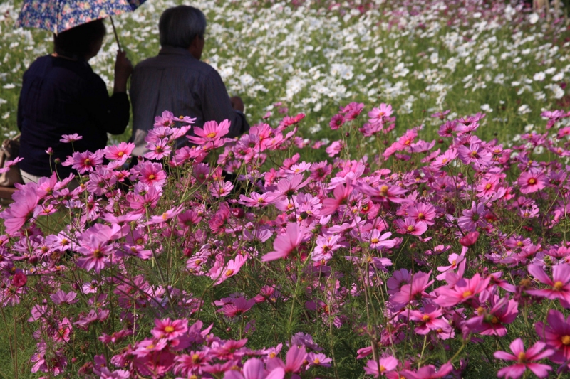 f:id:hiroshisj:20091014103953j:image