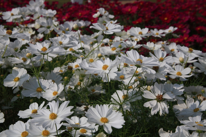 f:id:hiroshisj:20091014104353j:image