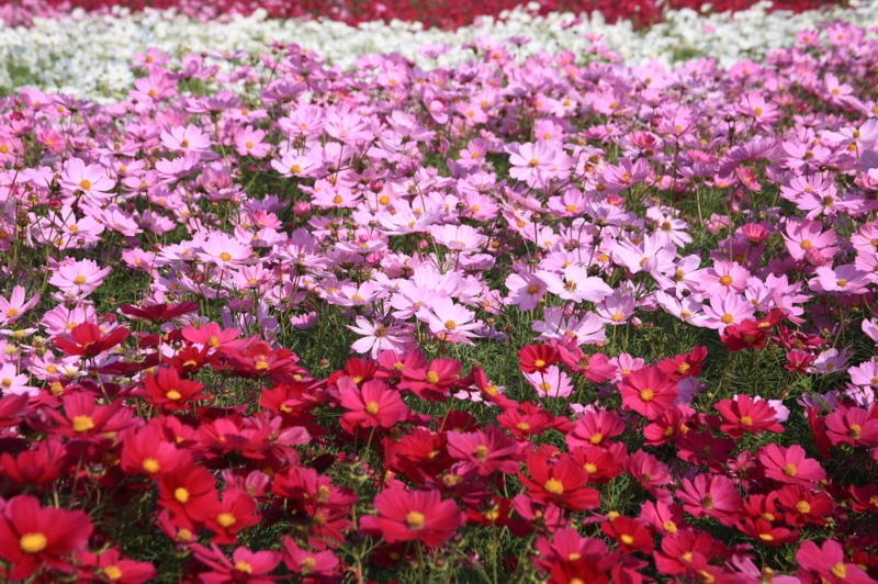 f:id:hiroshisj:20091014104502j:image
