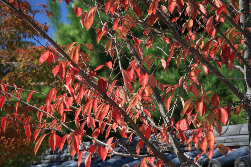 f:id:hiroshisj:20091021114743j:image