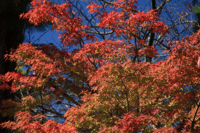 f:id:hiroshisj:20091021120931j:image