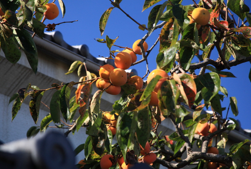 f:id:hiroshisj:20091021125612j:image