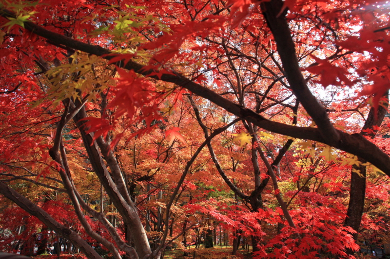 f:id:hiroshisj:20091204103029j:image