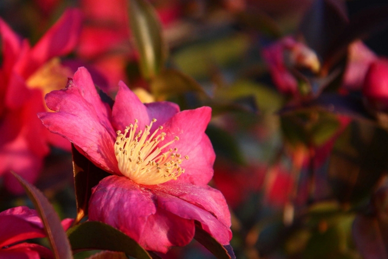 f:id:hiroshisj:20100103005540j:image f:id:hiroshisj:20100103005540j:image