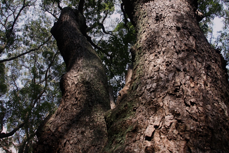 f:id:hiroshisj:20100103142932j:image
