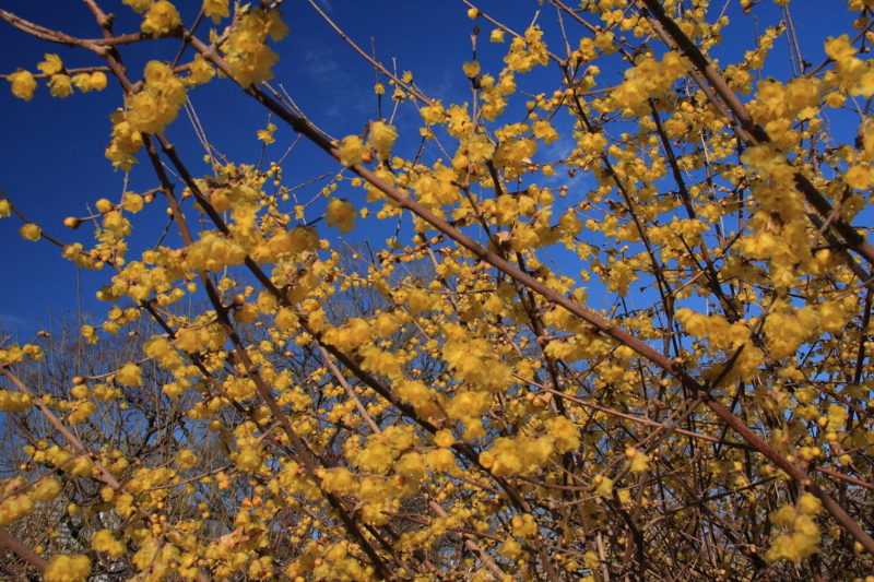 f:id:hiroshisj:20100127212858j:image