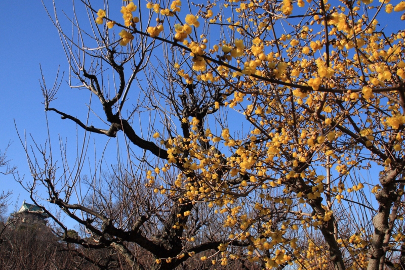 f:id:hiroshisj:20100127212931j:image