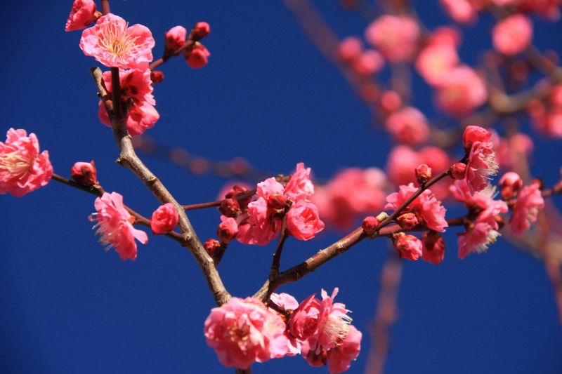 f:id:hiroshisj:20100127212942j:image