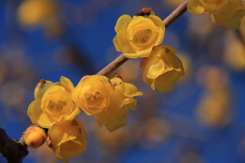 f:id:hiroshisj:20100127213911j:image