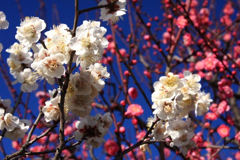 f:id:hiroshisj:20100127213927j:image