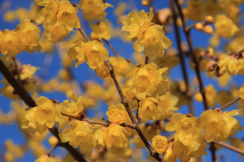 f:id:hiroshisj:20100128092747j:image