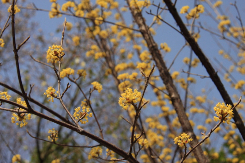 f:id:hiroshisj:20100317222846j:image