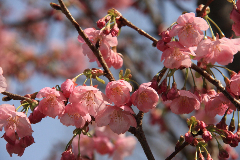 f:id:hiroshisj:20100317222859j:image