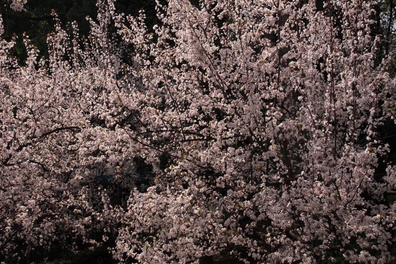 f:id:hiroshisj:20100318084213j:image